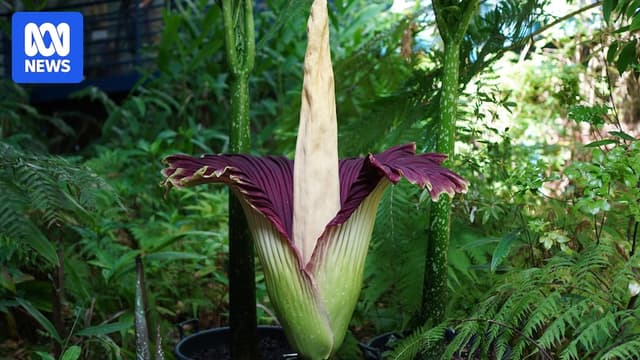 Blooming corpse flower at Adelaide Botanic Garden set to attract thousands - ABC News - Featured Image