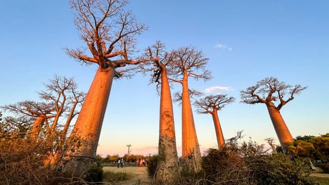 Avenue of the Baobabs: Madagascar's natural monument with dozens of 'mother of the forest' trees | Live Science - Featured Image