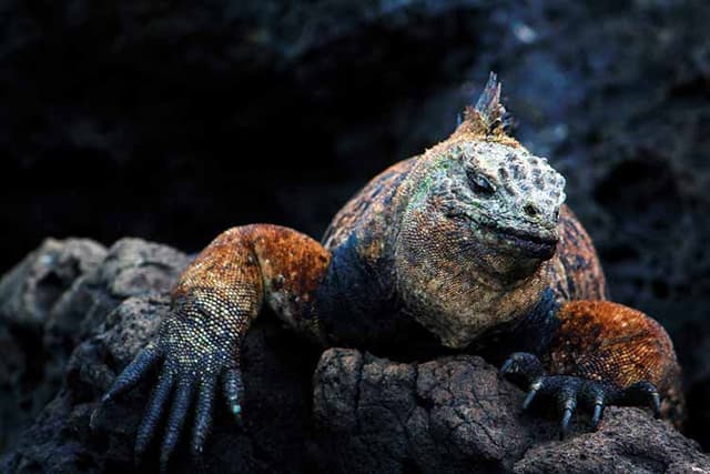 A journey across the Galápagos, where evolution never sits still - Geographical - Featured Image