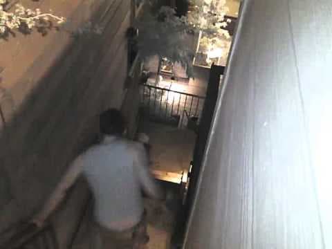 My dog Toaster was attacked by a raccoon - Featured Image