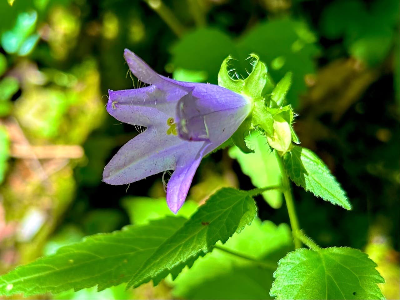 Summer goes on - Image