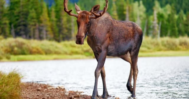 American trio fined, banned for illegal Ont. moose hunt - Featured Image