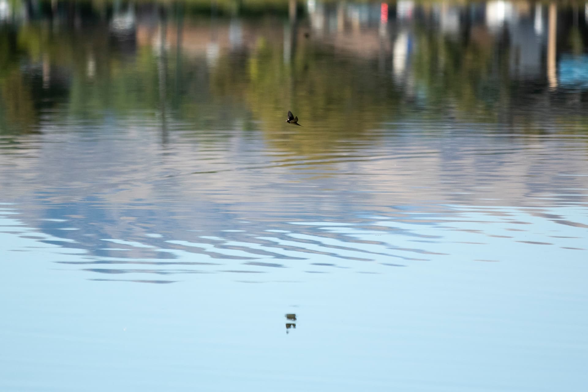 Sloan’s Lake is hot and shallow. Can $5 million save it? - Featured Image