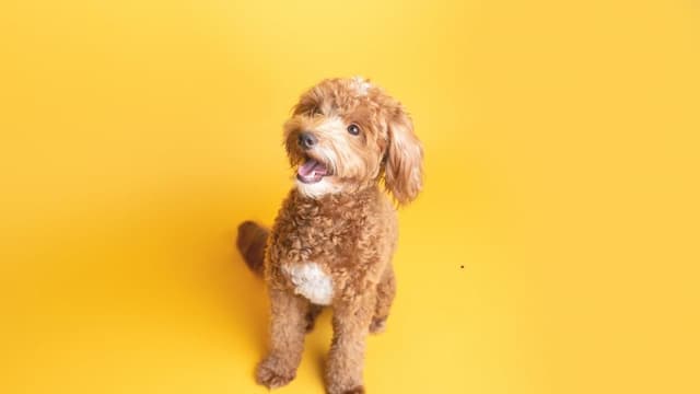 Male or Female Puppy? Key Differences Buyers Should Know - Featured Image