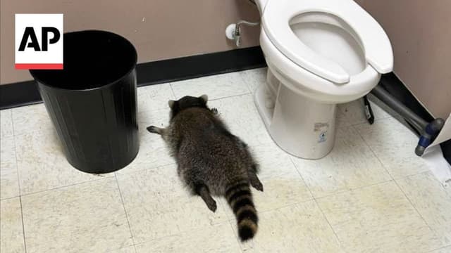 Raccoon goes on drunken rampage in a Virginia liquor store - Featured Image