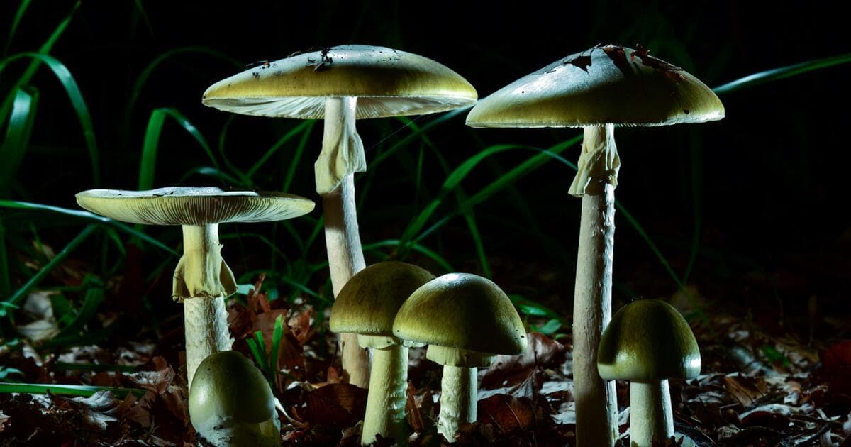 ‘Largest outbreak that we’ve seen in California.’ Death cap mushrooms linked to deaths, hospitalizations - Featured Image