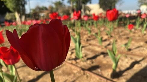 Color carpets bloom near Gaza border as Israeli-Dutch initiative plants 150,000 tulips - Featured Image