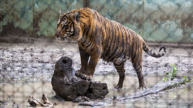 Poland to build Europe’s first Central Animal Sanctuary - Featured Image