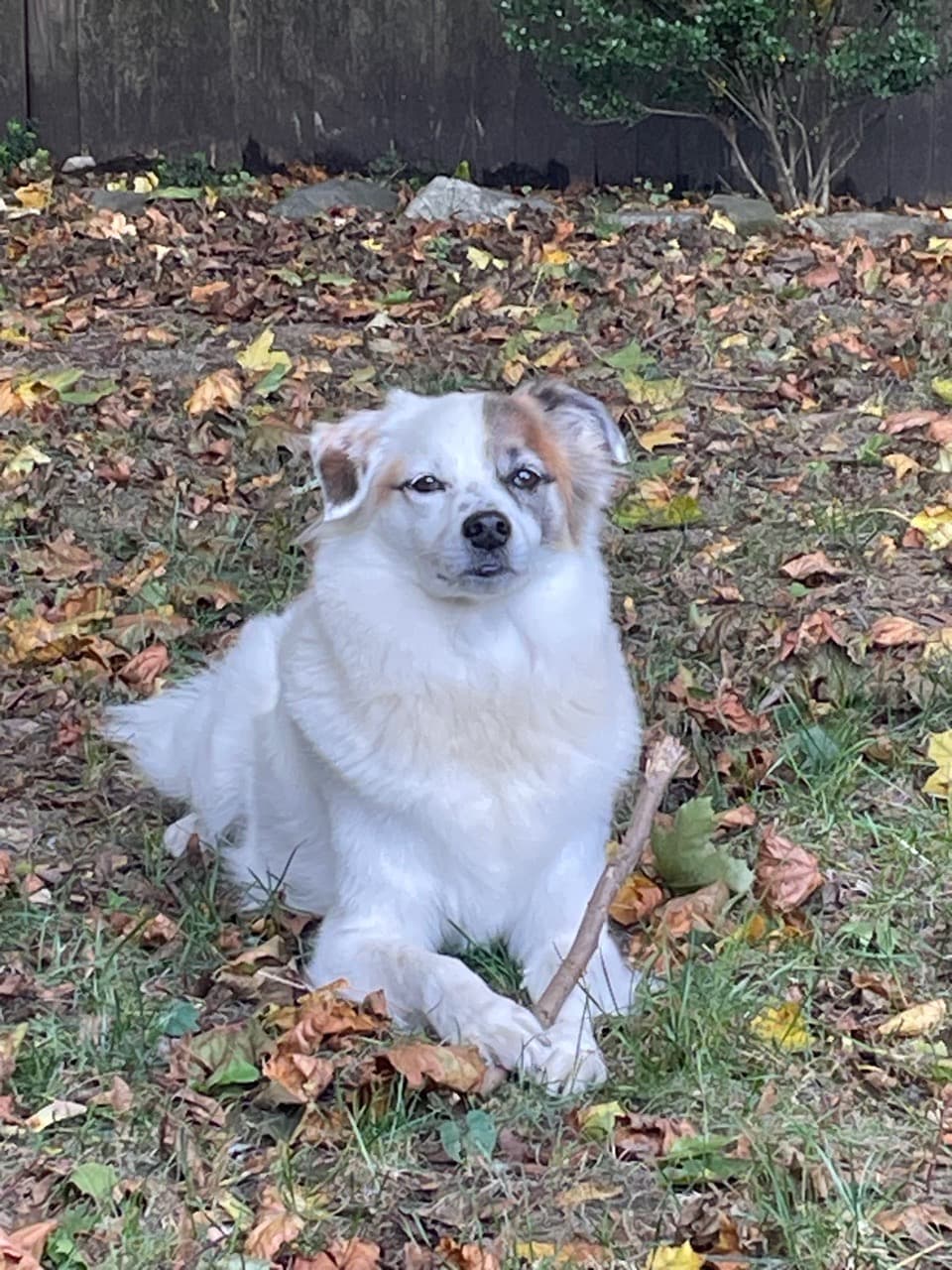 This is my dog Bam Bam - Image