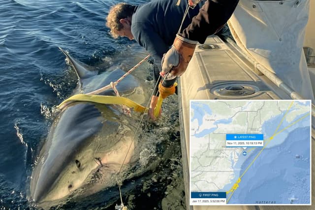 Largest male great white shark ever recorded pinged off New Jersey coast - Featured Image