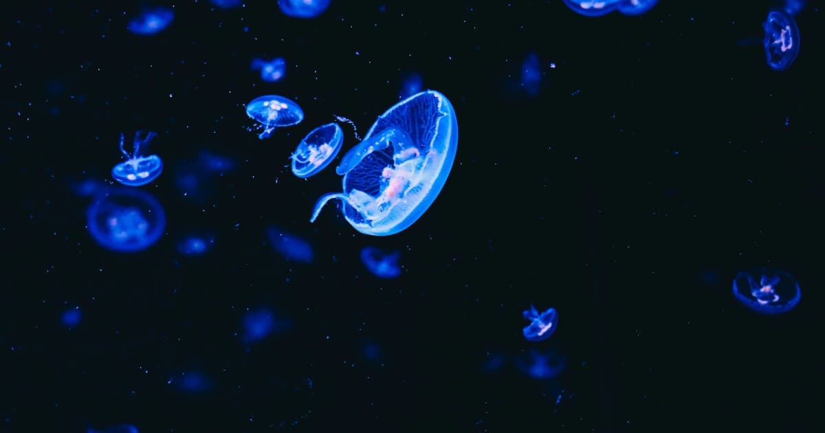 Jellyfish and sea anemones surprisingly sleep like humans - Featured Image