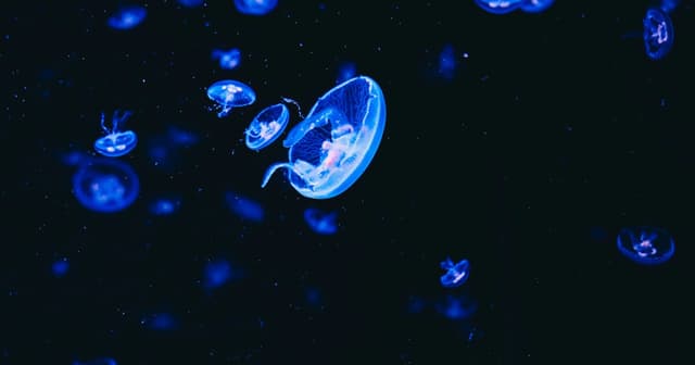 Jellyfish and sea anemones surprisingly sleep like humans - Featured Image