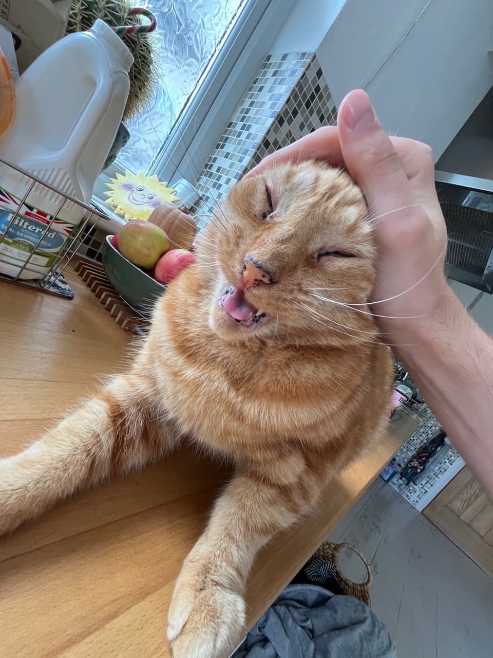 Orange cryptid captured - Image