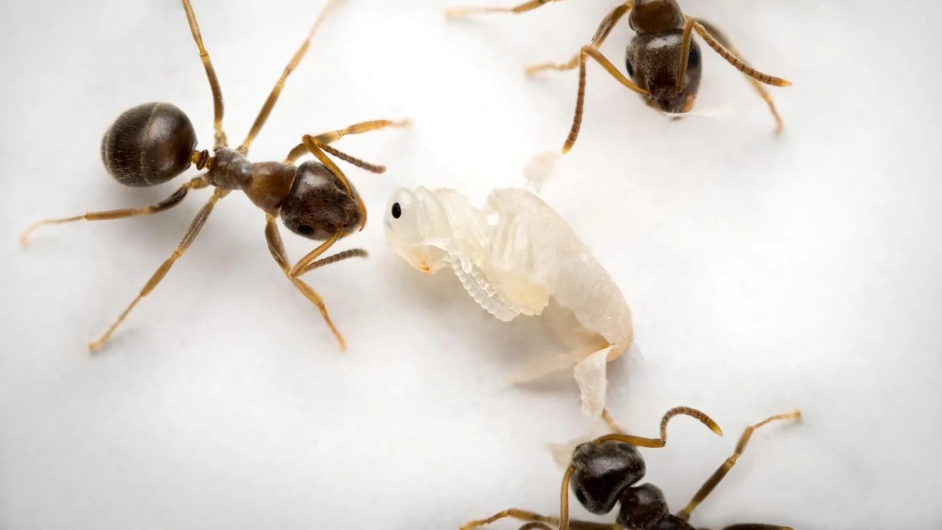 Doomed ants send a final scent to save their colony - Featured Image