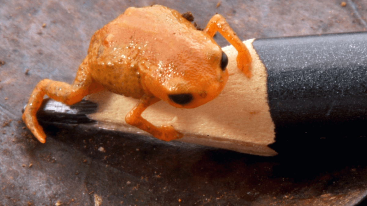 Teeny tiny orange toadlet found in Brazil - Featured Image