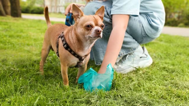 Scientists Found Something Unexpected in Pet Poop—and It's Not Good - Featured Image