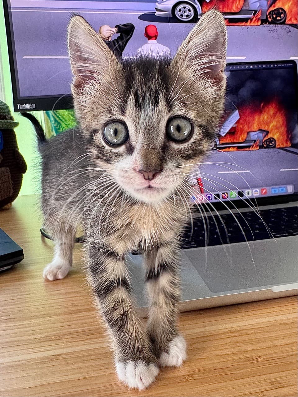 Meet Rigby 😺 - Image