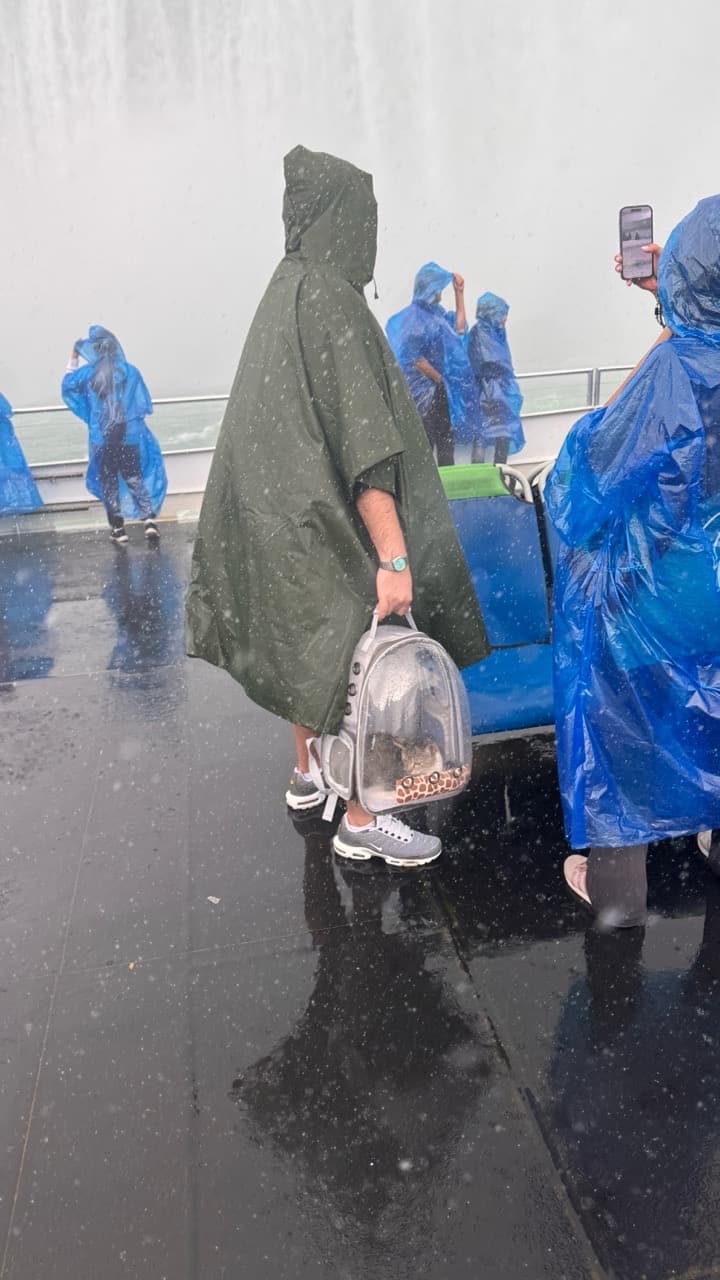 Niagara Falls Cat - Image