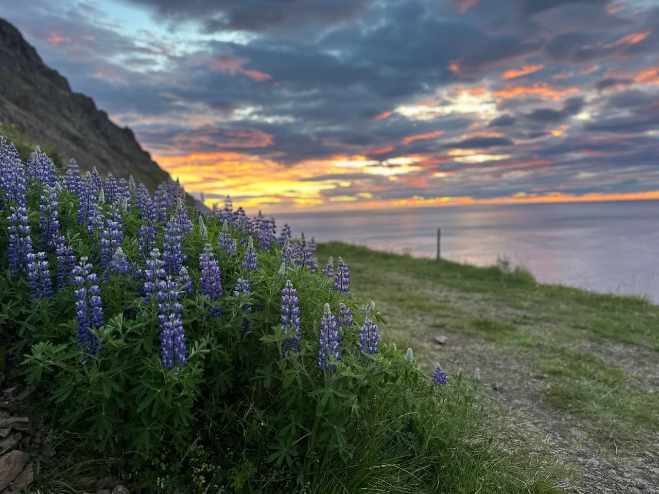 Icelandic Sunset Behind Nootka Lupin - Image