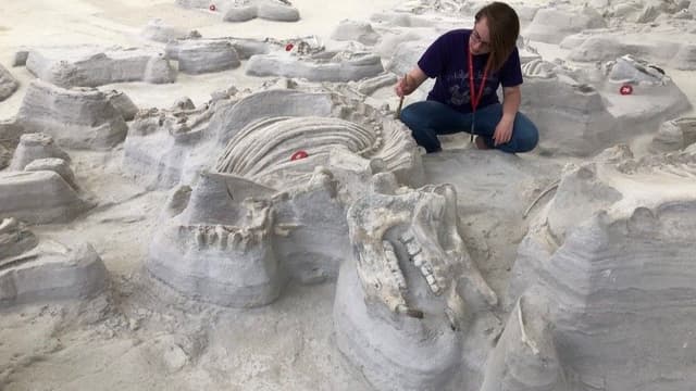 Large, bone-crushing dogs stalked 'Rhino Pompeii' after Yellowstone eruption 12 million years ago, ancient footprints reveal - Featured Image