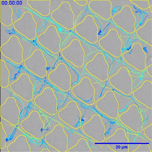 Scientists discover a materials maze that prevents bacterial infections - Featured Image