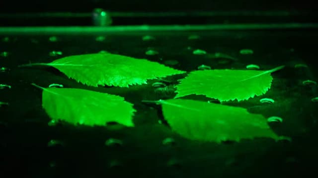 Living plants and animals emit a faint glow that fades after death - Featured Image