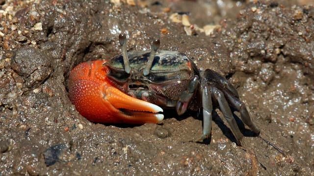 Fiddler crabs are hoovering up and breaking down microplastics - study - Featured Image