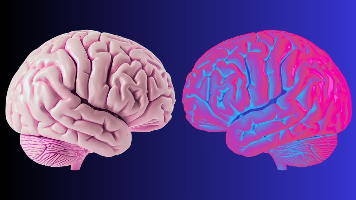 Scientists Identify Brain Waves That Define The Limits of 'You' : ScienceAlert - Featured Image