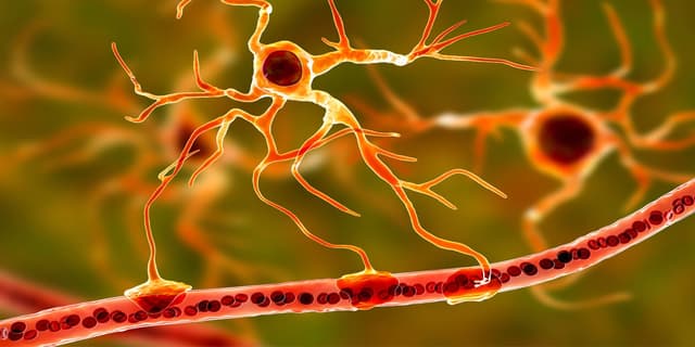 Chronic exposure to microplastics impairs blood-brain barrier and damages neurons - Featured Image