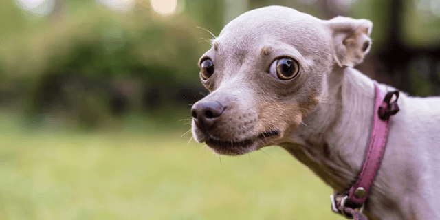 Dogs can recognize a bad person and now there's science to prove it - Featured Image