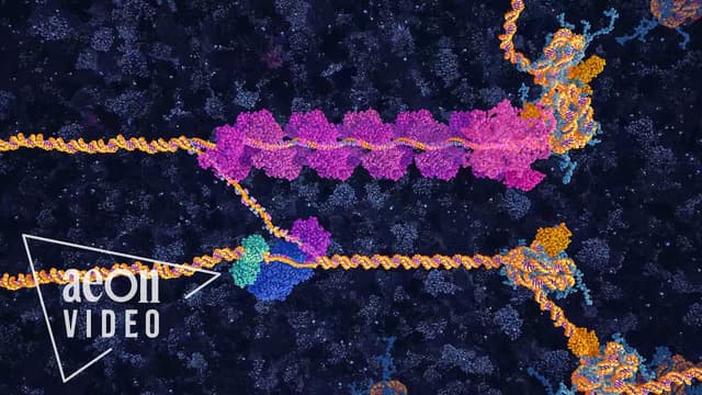 How your body repairs damaged DNA - Featured Image