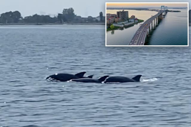 Long Island Sound’s toxic ‘dead zones’ hit historic low — which could mean a surge in wildlife - Featured Image