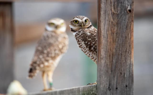We All Need a Home of Our Own. The Burrowing Owl Is No Different. | Sierra Club - Featured Image